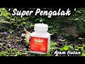 Paduu !!! Kesan Ayam Pikat Selepas bagi jamu king booster 