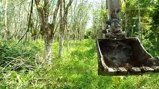 Sikat habis Replanting lahan karet seluas satu hektar