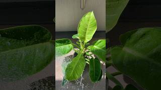 #フィロデンドロンインペリアルゴールド#philodendronimperialgold#水やり#水やり動画#watering #wateringplants#green#plantlife#観葉植物