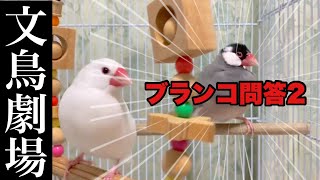 【爆笑】文鳥劇場　ブランコ問答2 #169