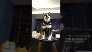 大家來猜猜狗狗在表演什麼成語 #成語猜謎 #成語 #doge #puppy #shibainu #寵物 #柴犬 #白柴 #豆柴 #dog #dogs #doglover #doglovers