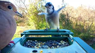 2024-12-02 Mourning Dove sounds