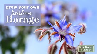 Sow Right Seeds | Borage