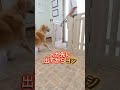 愛犬の興奮を抑える方法！！ぜひ試してみて！！ ゴールデンレトリバー 愛犬 pets 犬のいる生活 犬しつけ ドッグトレーナー