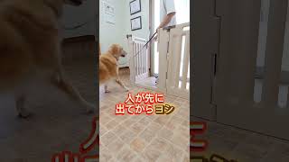 愛犬の興奮を抑える方法！！ぜひ試してみて！！ #ゴールデンレトリバー #愛犬 #pets #犬のいる生活 #犬しつけ#ドッグトレーナー