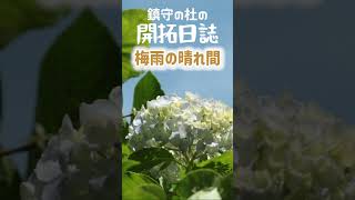 梅雨の晴れ間！鎮守の杜の開拓日誌_short_011