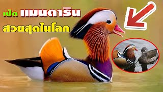 #เป็ดแมนดาริน สั่งจองเป็ดแอดไลน์ 0920432889