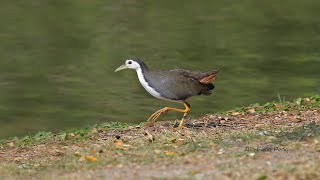 白腹秧雞/White-breasted Waterhen