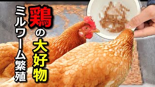 【閲覧注意】ニワトリの大好物ミルワームを放置した結果…　#34