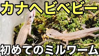 カナヘビベビーにミルワームあげてみました【爬虫類】おまけでニホントカゲも