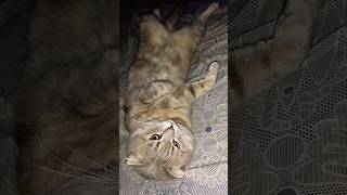 Моє кошеня під час повітряної тривоги.For cat lovers ❤️ #cat #cute #funny #shorts