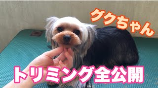 【トリミング風景】ヨーキーのトリミング過程全部見せます❗️