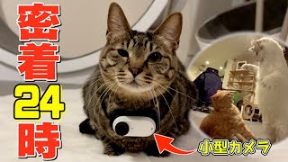 I attached a camera to my beloved cat and followed him for a day and the footage was shocking lol