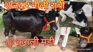 पशु मंडी कुराली 5.7.2021. Live coverage @ kurali mandi।जानिए कुराली मंडी मे षशुओ के दाम।jbs video।