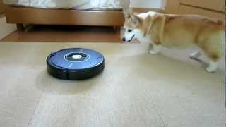 次の日もルンバ（roomba）に激吠えするコーギー花さん（Hana-san♀）