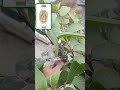 fast easiest and free way to grow new plants 💯 एक पौधे से ढेर सारे पौधे🌺🌿 viral tricks plants