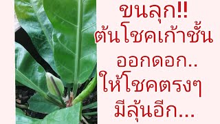 ต้นโชคเก้าชั้นออกดอกให้โชคทันที