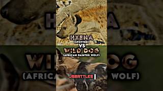 Hyena vs Wild Dog