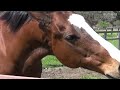 かつてのg1馬の穏やかな日々　引退馬救う里親制度