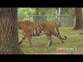 মানুষ খেকো ৫৭ টি বাঘ শিকারী পচাব্দী গাজী world best man eater bengal tigers tiger hunter