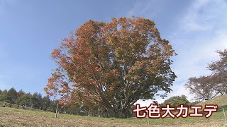 池田・大峰高原「七色大カエデ」見ごろは11月上旬まで 2021/10/27