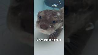 I Am Otter Tororo #shorts