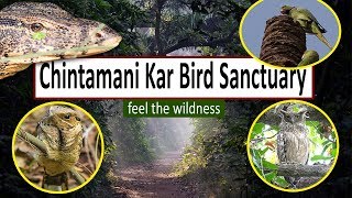 Chintamani kar bird sanctuary | feel the wildness