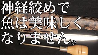 神経絞め＝美味しくなる訳ではない！釣った魚を美味しく食べたい方へ。