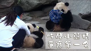 《熊貓早晚安》吃醋小熊精，爭寵第一名 | iPanda熊貓頻道