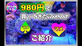 【海水魚水槽・サンゴ水槽】980円で買ってきたマメスナご紹介