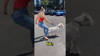 Tosa Inu vs. Dogo Argentino: Güç ve Hızın Çatışması