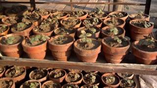 Strawberry Plant Information (Urdu/Hindi) Strawberry Plant Information (Urdu/Hindi)