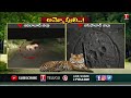 public in panic due to wandering tiger in adilabad district t news