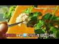 부비부비 수정해서 제라늄 신품종 만들기 pelargonium geranium 달보드레 블랙블러섬 은별타라드