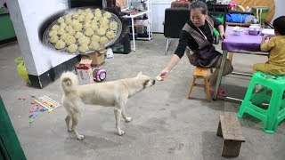 女主人第一次蒸包子，做好趕緊給狗狗也嘗嘗味道，人與動物真和諧