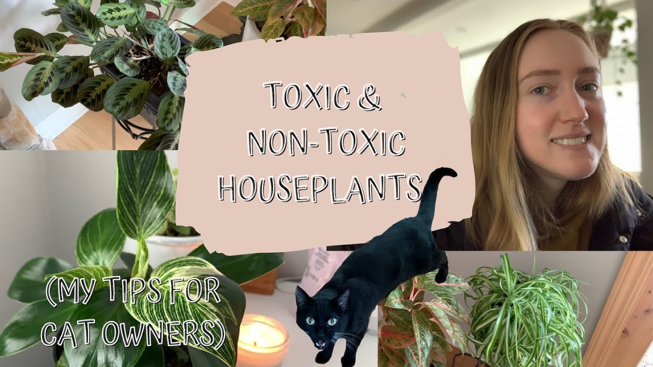 Toxic & Non-Toxic Houseplants | My Tips For Having Houseplants With ...