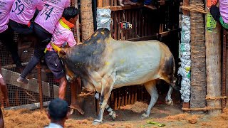 தொட்டால் குத்து தான் கட்ட கட்ட பறக்கவிட்டு பயங்கரமாக விளையாடும் கோவிந்தநாயக்கன்பட்டி செவலை