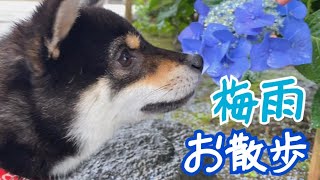 【豆柴】はじめての梅雨入り！柴犬は雨の日お散歩もへっちゃら！ VLOG - Shiba Inu dogs puppy walking on a rainy day