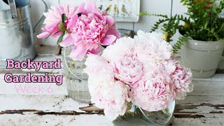Backyard Gardening | Gardening 2021 Episode #6 | Peonies in bloom