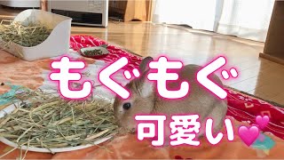 チモシーもぐもぐ可愛いうさぎ🐰No32はなちゃんとの日々  #Shorts　 #うさぎ　＃ネザーランドドワーフ　＃可愛いうさぎ　＃ウサギ