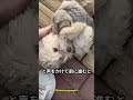 捨てられた子犬が見つけた希望と愛