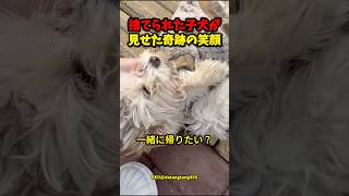 捨てられた子犬が見つけた希望と愛