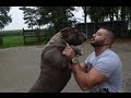 My xxl pitbulls all playing together no fight. My xxl pitbulls all playing together no fight.