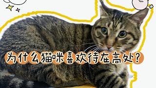 为什么猫咪喜欢待在高处？#养猫经验分享