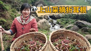 山野折耳根多到5天挖不完！ 5年的荒山採山菇類野菜，快來撿便宜大豐收！ 【燕麥行遊】#Farm #tour