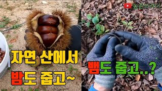 뱀 조심~ 자연 산에서 줍는 밤 알밤 밤송이 까기 농촌 농부 힐링 뱀은 뱀? 도마뱀?