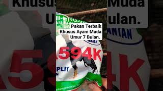 Pakan Terbaik Khusus Ayam Muda Umur 7 Bulan #ayambangkok #pakanayam #shorts