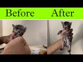 Eye Infection in Newborn Cat kittens | cat care |treatment for eye infection |cathelp |catsbae