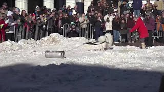 K9 Keg Pull comes to Deadwood