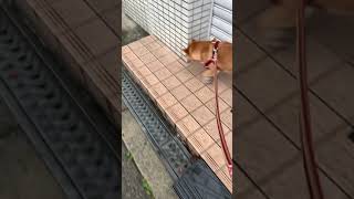 【柴犬お菊】雨の日散歩は濡れたくないので端っこ歩かせて頂きます。#shorts